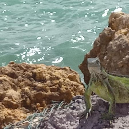 Ferienwohnung Les Pieds Dans L'Eau Chez Syl Le Moule Exterior foto