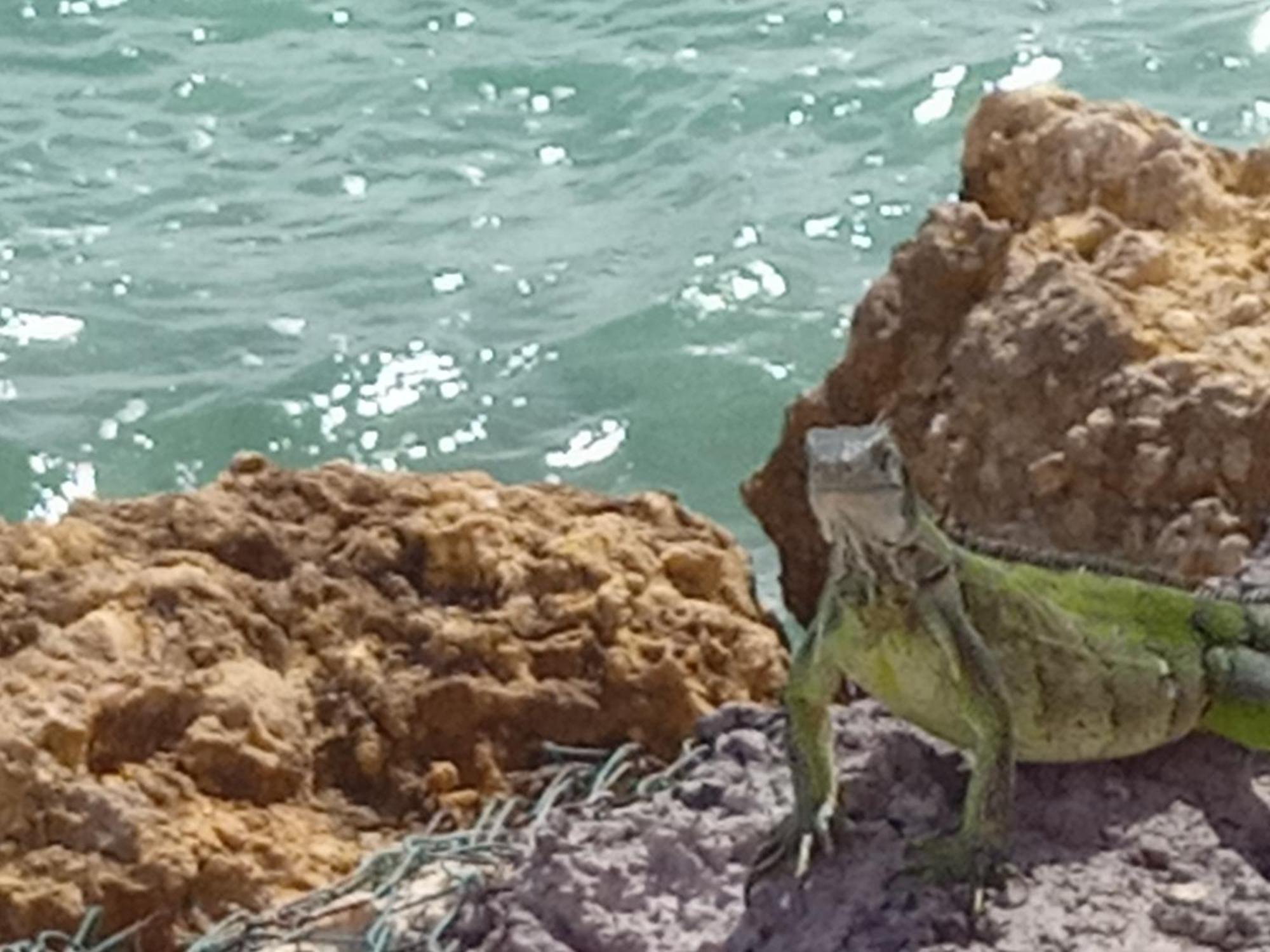 Ferienwohnung Les Pieds Dans L'Eau Chez Syl Le Moule Exterior foto